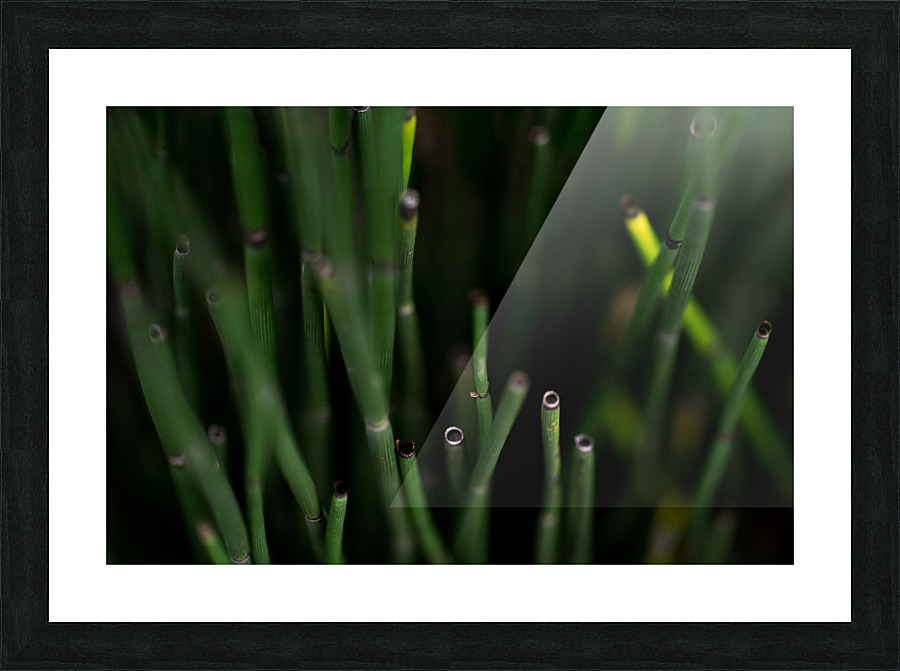 Horsetail Picture Frame print