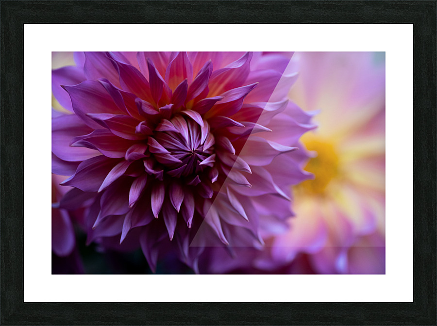 Waiting to Open Picture Frame print