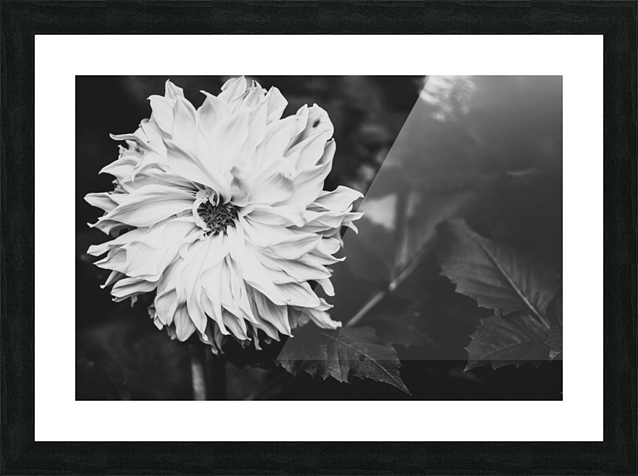 Monochromatic Petals Picture Frame print