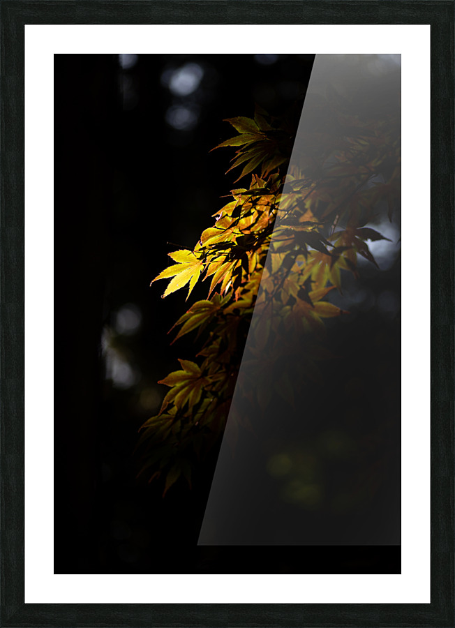 Sunlit Picture Frame print