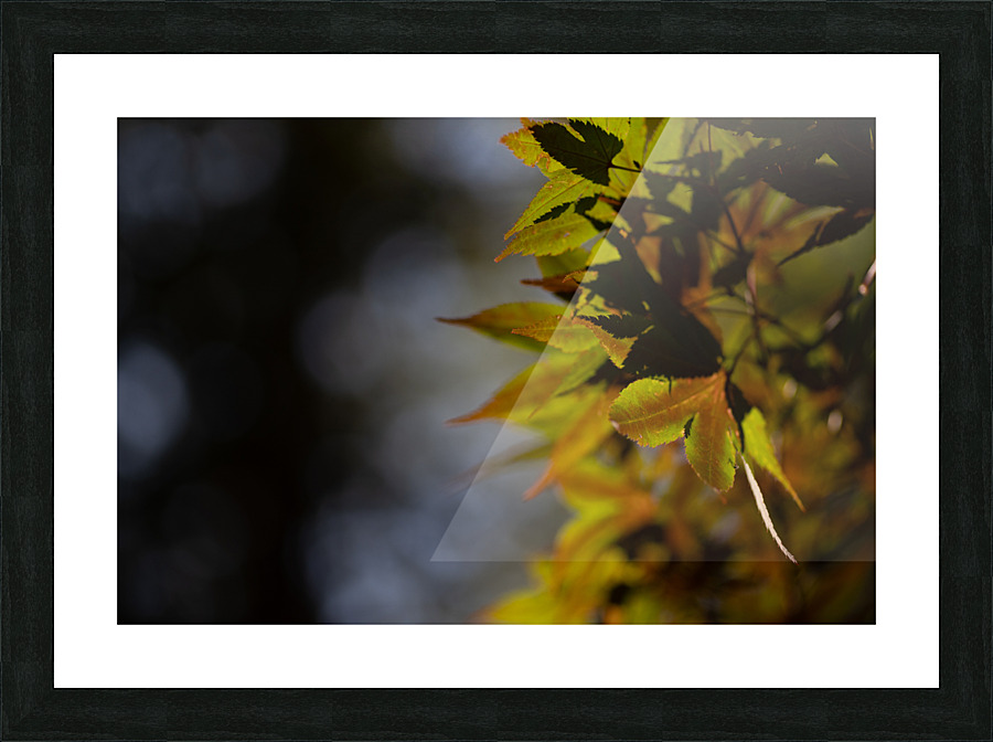 Maple Picture Frame print