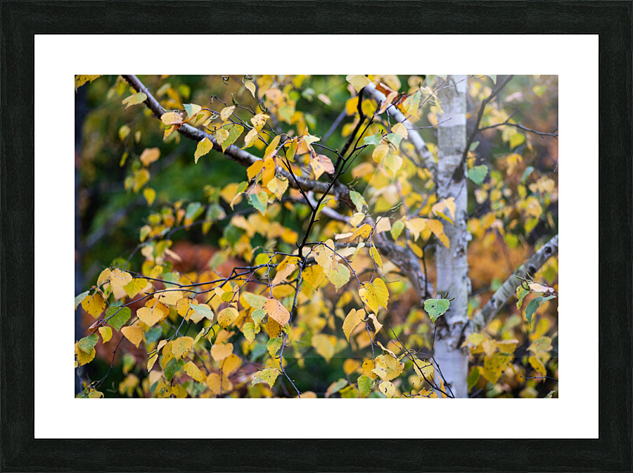 Fall Aspen Picture Frame print