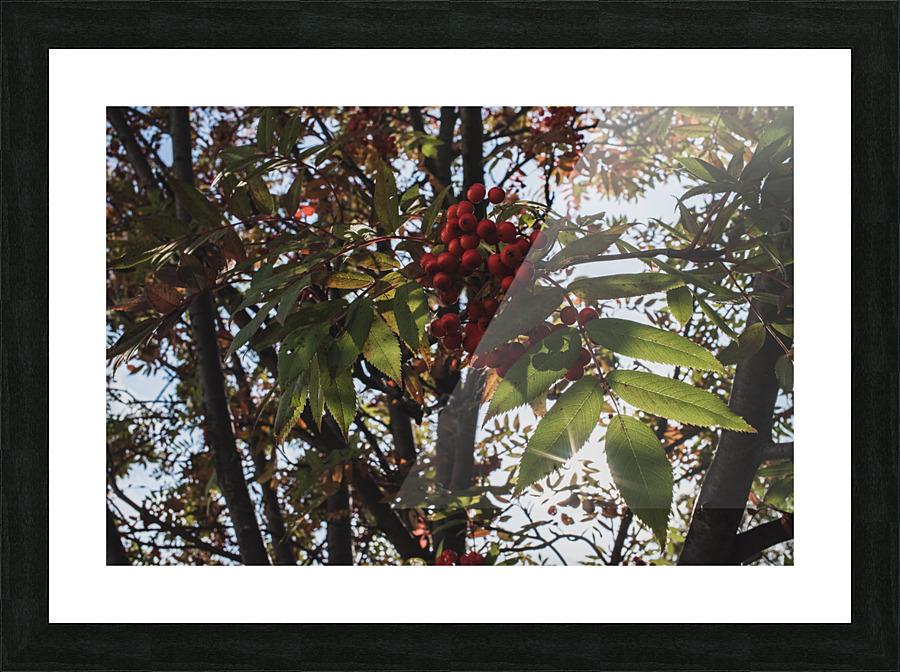 The Whispering Tree Picture Frame print