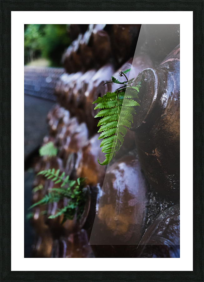 Ferns Picture Frame print