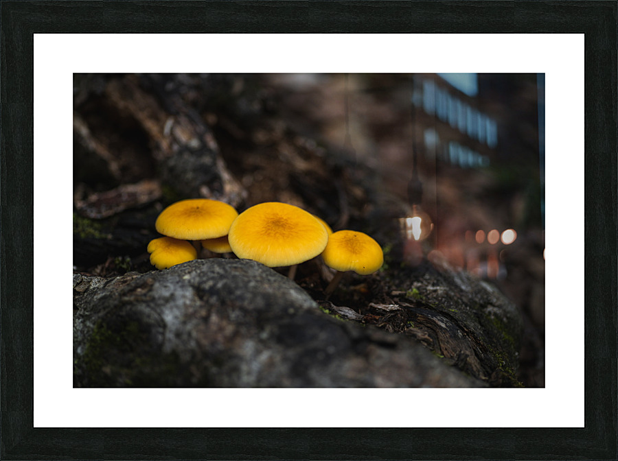 Yellow Delight Picture Frame print