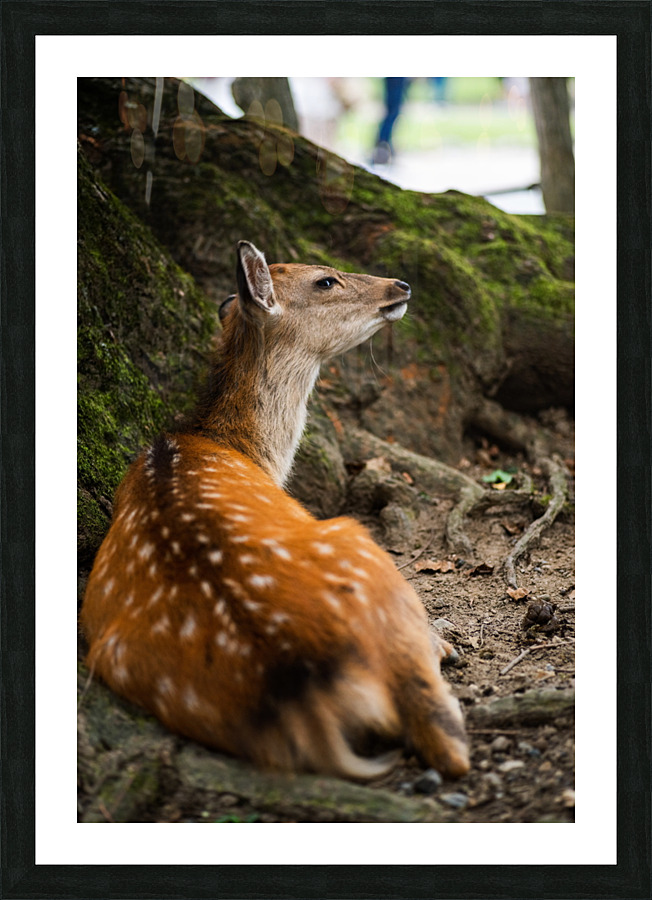 Sniff Picture Frame print