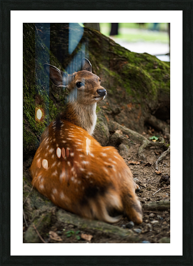 Stare Picture Frame print