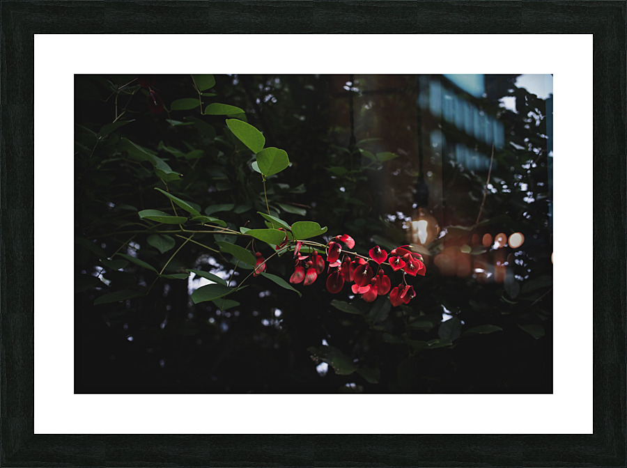 Cockspur Coral Picture Frame print
