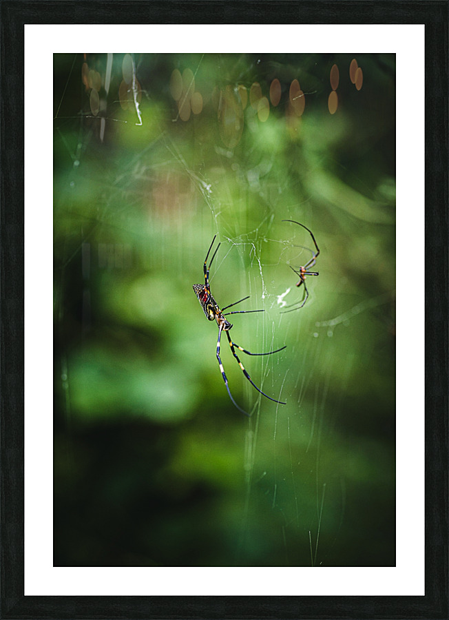 Joro Picture Frame print