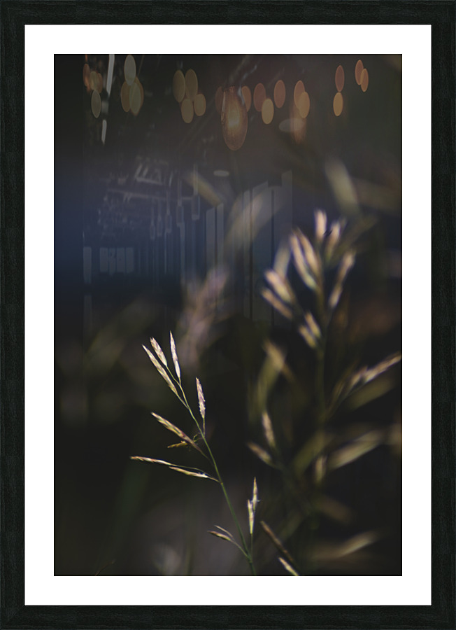 Bromus Inermus Picture Frame print