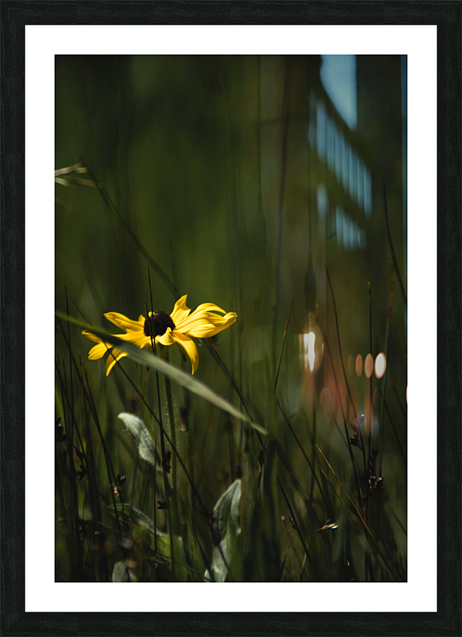 Rudbeckia Picture Frame print
