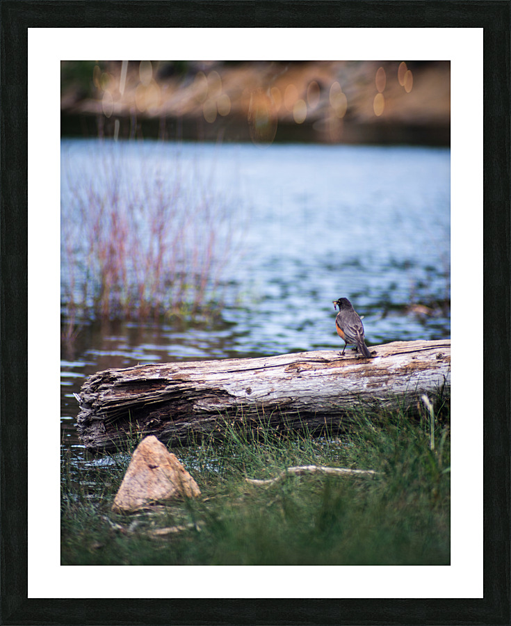 Relaxin Robin Picture Frame print
