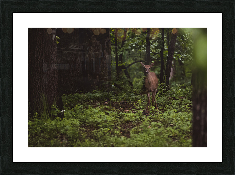 Hello Deer Picture Frame print