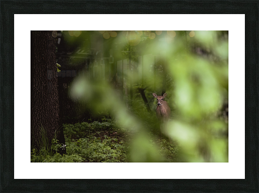 Hidden in the Trees Picture Frame print