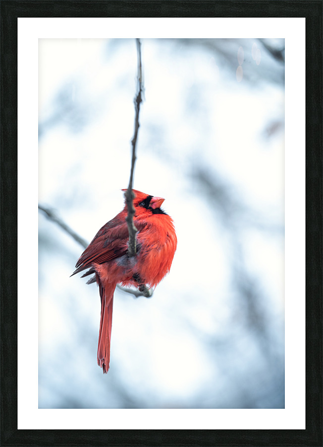 Wintering Cardinal  Picture Frame print