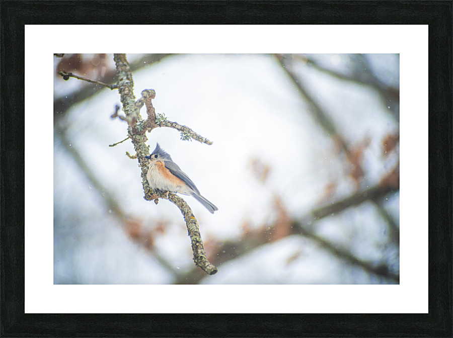 Tufted Titmouse Picture Frame print