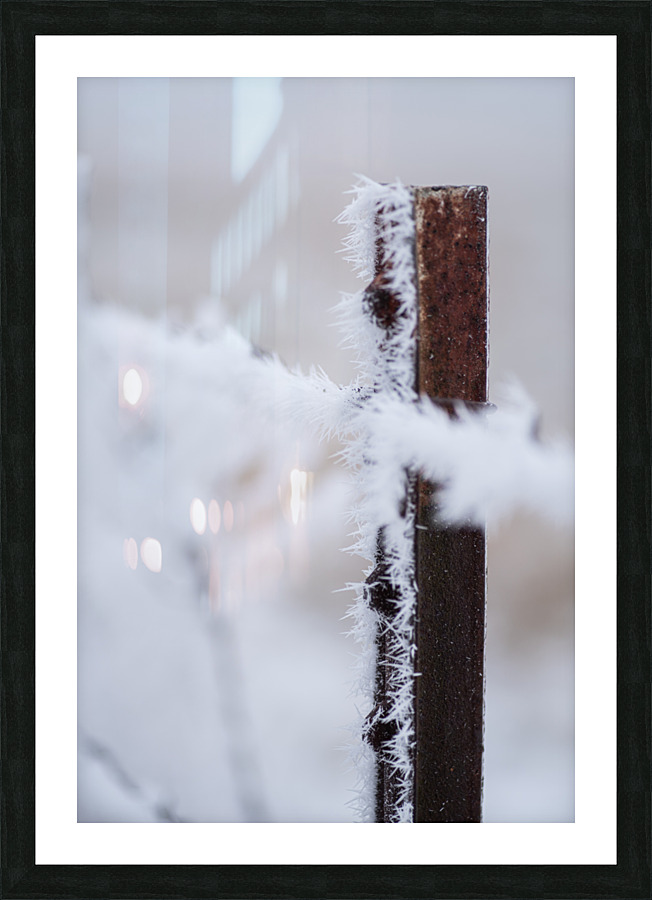 Barbed in Ice Picture Frame print