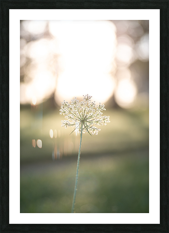 Queen Annes Sunshine Picture Frame print
