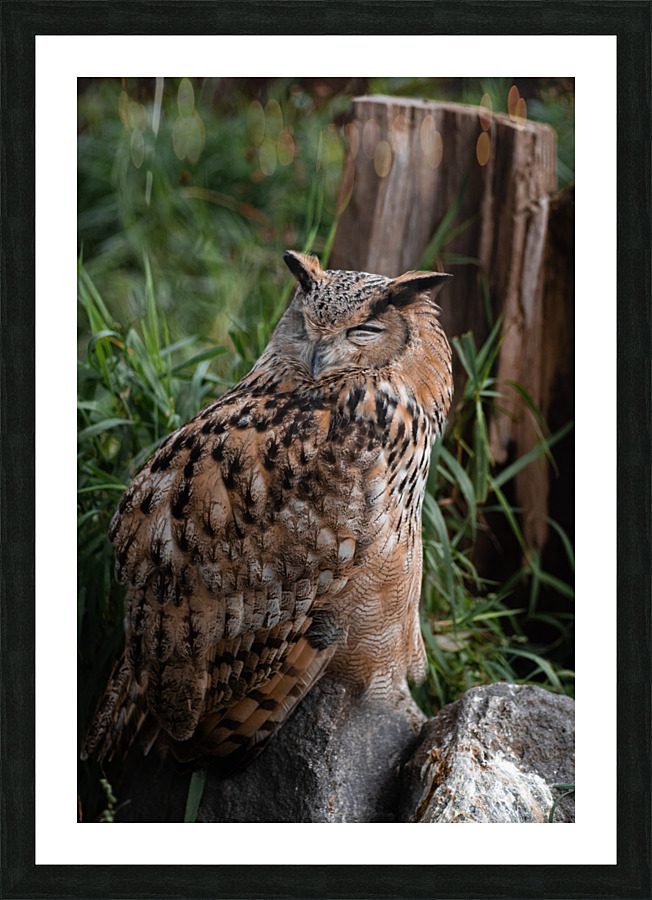 Horned Owl Picture Frame print