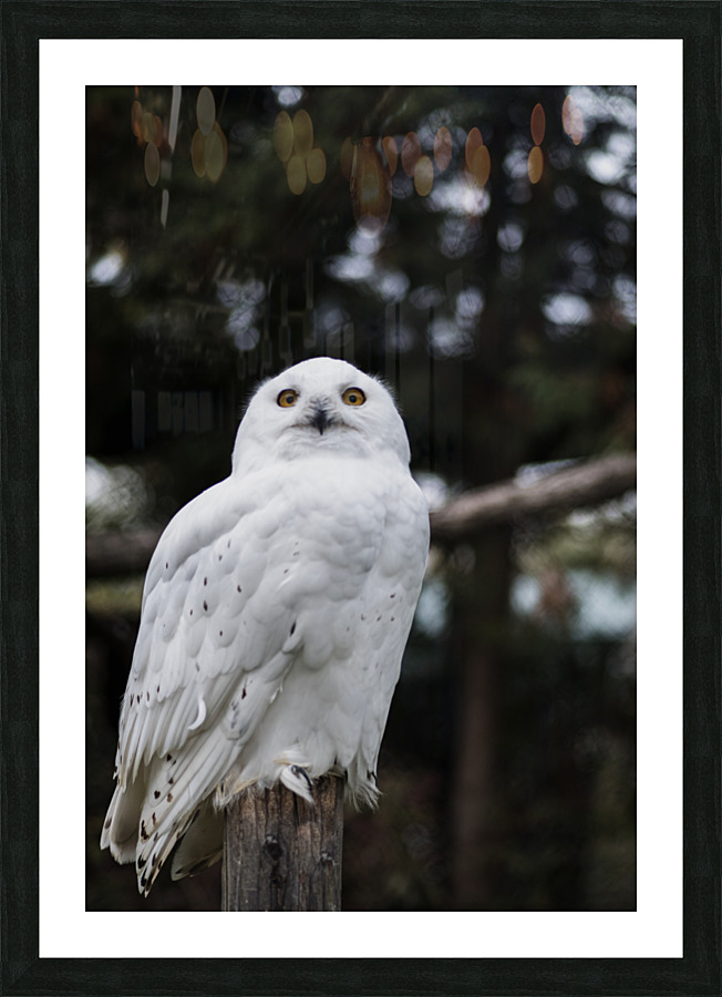 Snowy Owl Picture Frame print