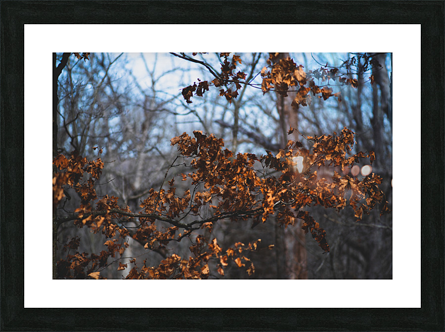 Fall Colors Picture Frame print