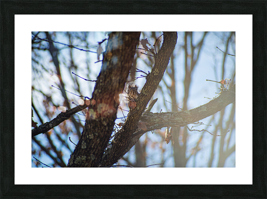 Eastern Grey Squirrel Picture Frame print