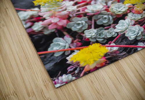 Succulent Colors Studio 18 6 puzzle