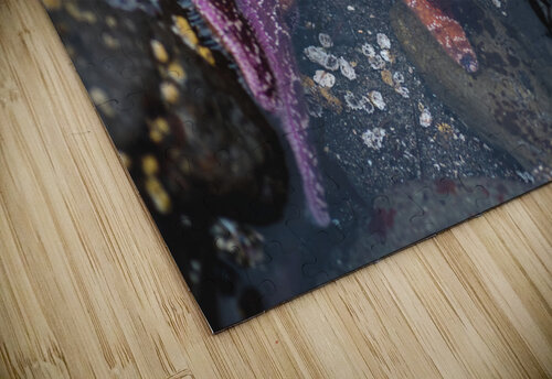Starry Eyed Studio 18 6 puzzle