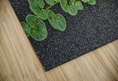 Beach Morning Glory Studio 18 6 puzzle
