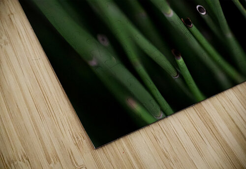 Horsetail Studio 18 6 puzzle