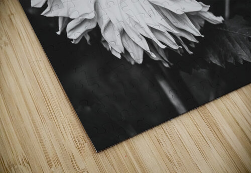 Monochromatic Petals Studio 18 6 puzzle