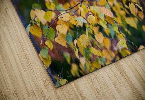 Fall Aspen Studio 18 6 puzzle