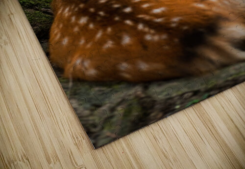 Sniff Studio 18 6 puzzle