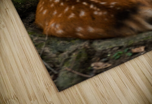 Stare Studio 18 6 puzzle