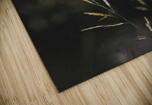 Bromus Inermus Studio 18 6 puzzle