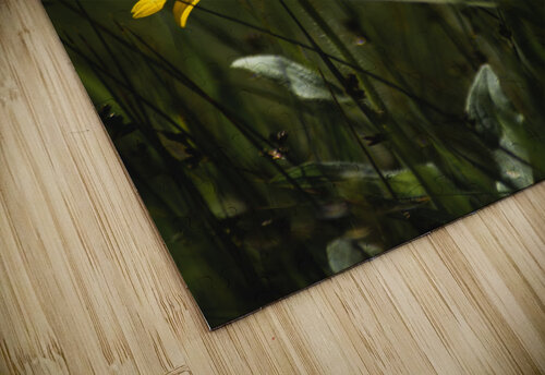 Rudbeckia Studio 18 6 puzzle