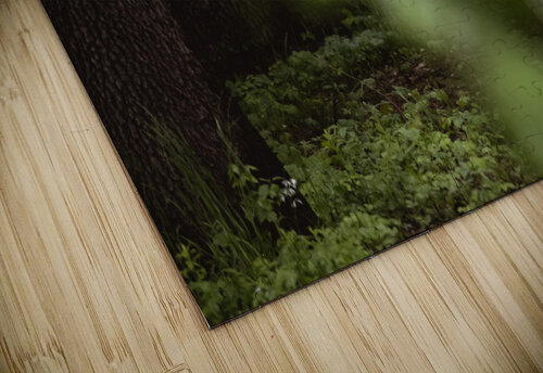 Hidden in the Trees Studio 18 6 puzzle