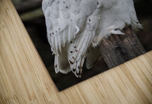 Snowy Owl Studio 18 6 puzzle