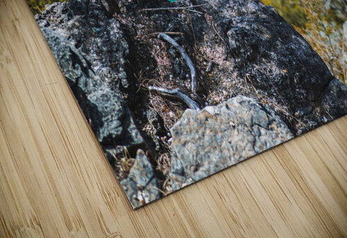 Trout Glen Pool Studio 18 6 puzzle