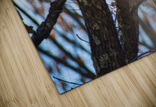 Eastern Grey Squirrel Studio 18 6 puzzle