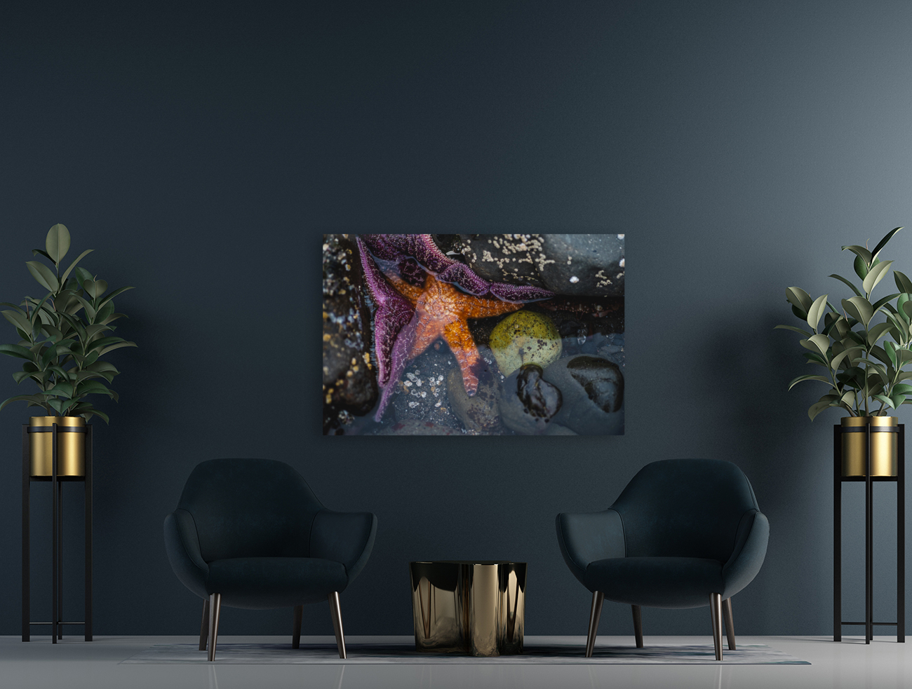 Starry Eyed Reproduction