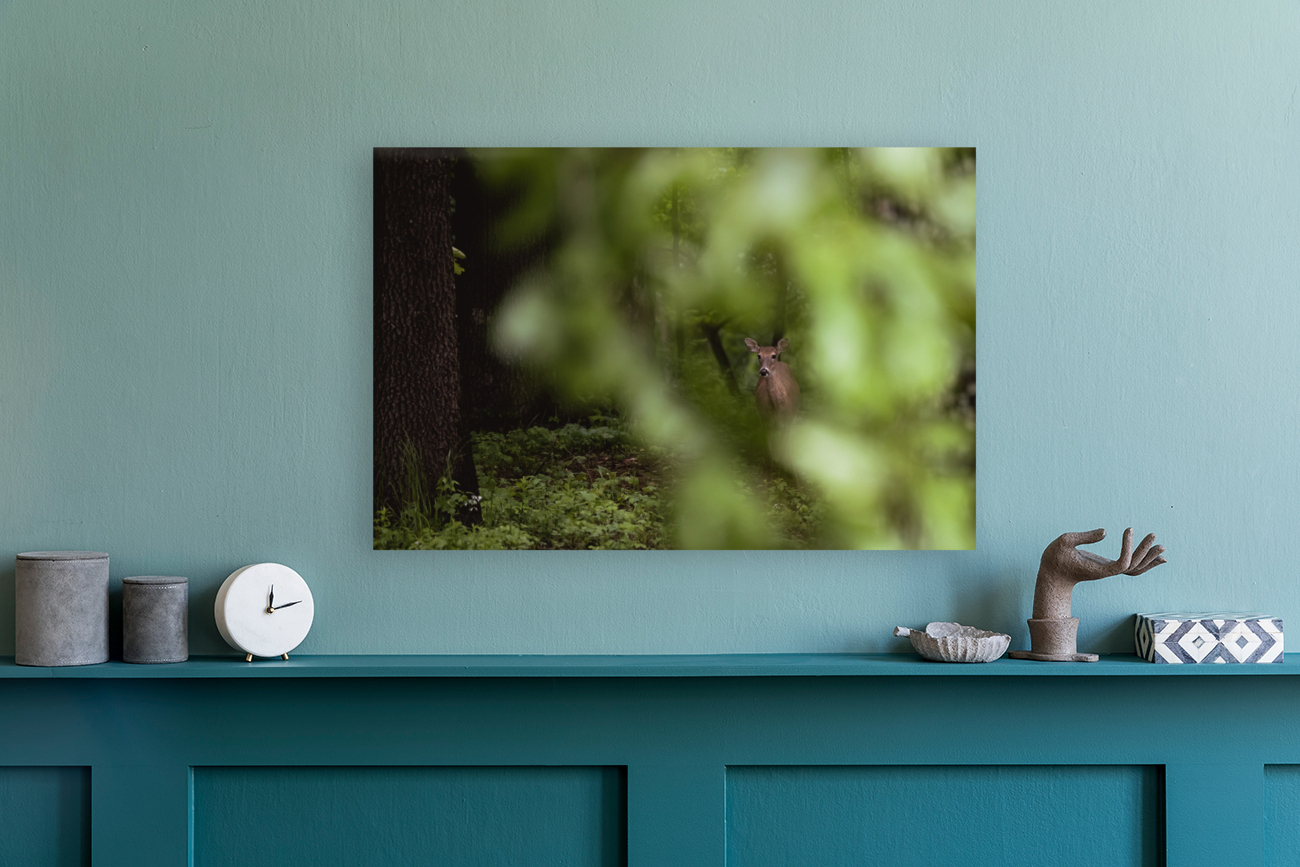 Hidden in the Trees Reproduction