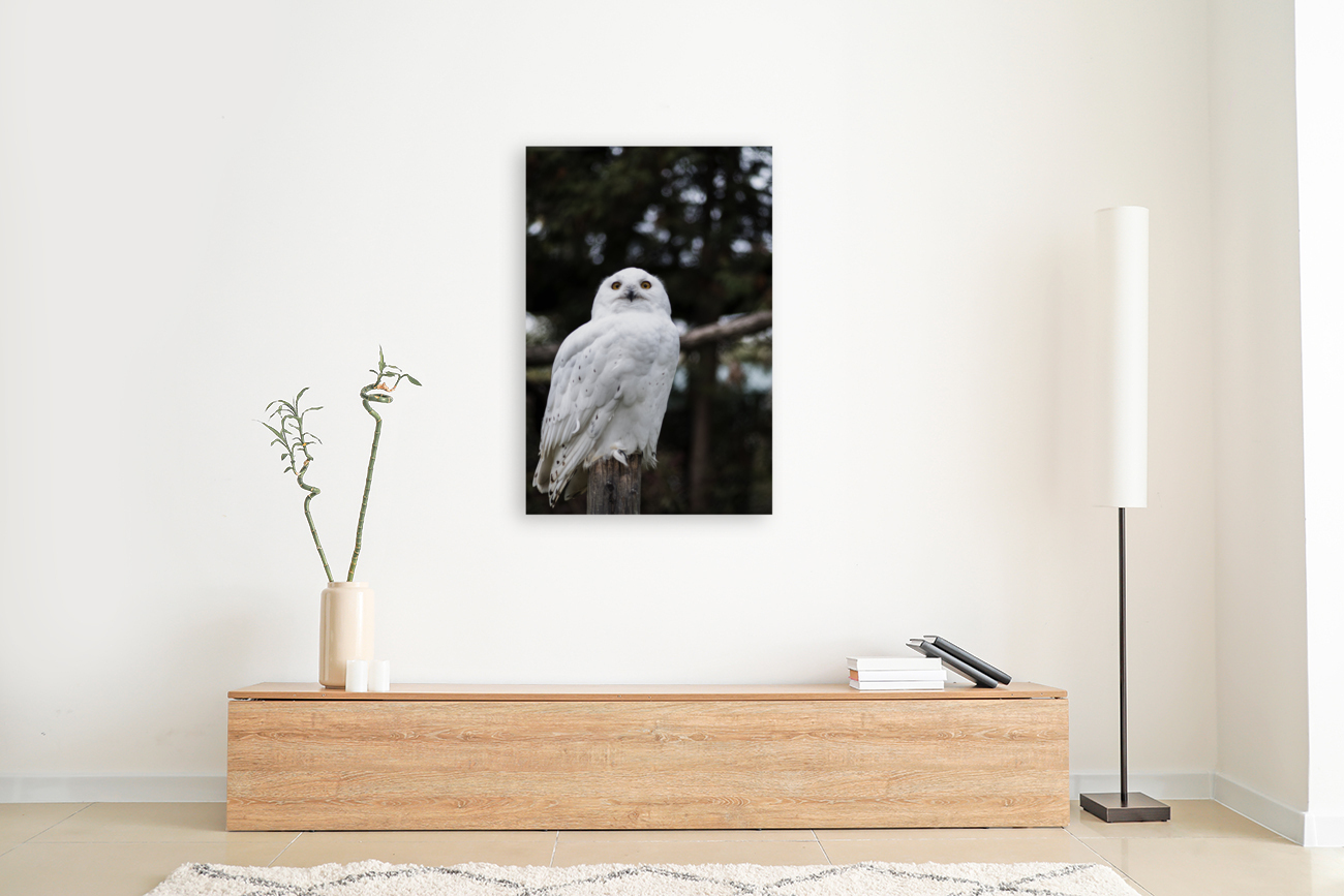 Snowy Owl Reproduction