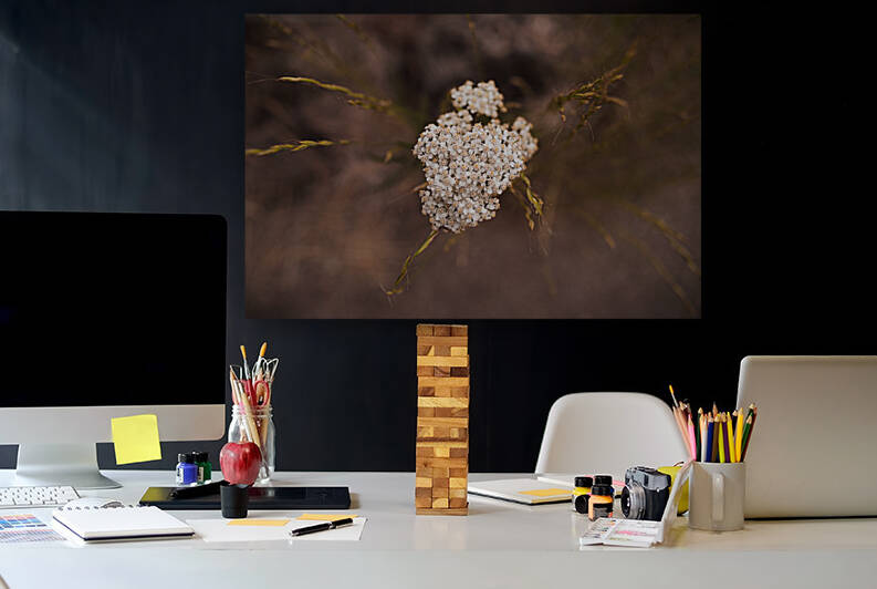 Achillea Millefolium by Studio 18 6