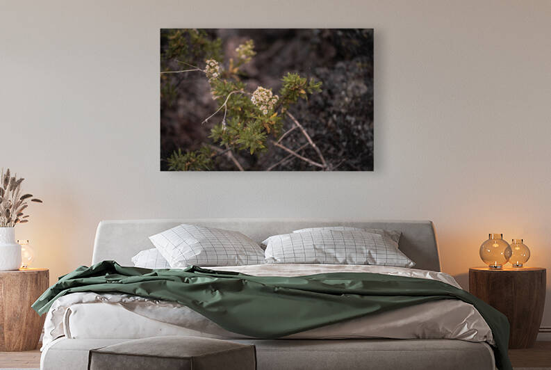 Yarrow by Studio 18 6