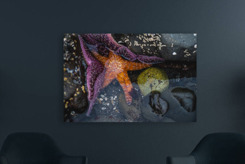 Starry Eyed Reproduction