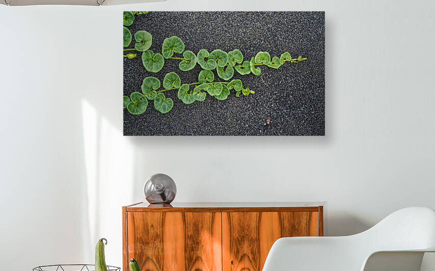 Beach Morning Glory Reproduction