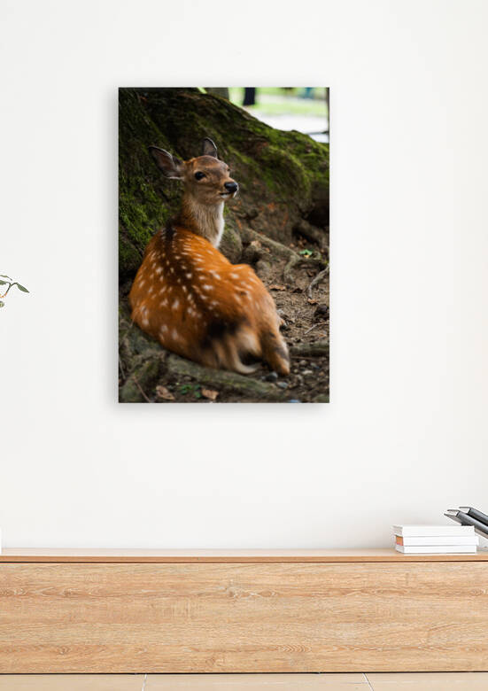 Stare Reproduction