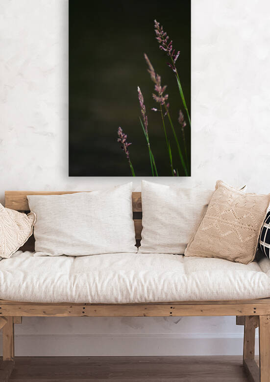 Agrostis Capillaris by Studio 18 6