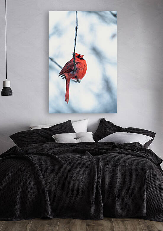 Wintering Cardinal  by Studio 18 6